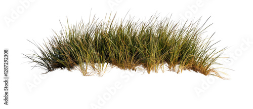 Lush green grass clump with vibrant blades, showcasing a natural texture and organic form. isolated on white background.