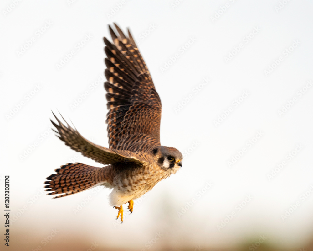 American Kestrel (Falco sparverius), Point Reyes National Seashore, California, North America