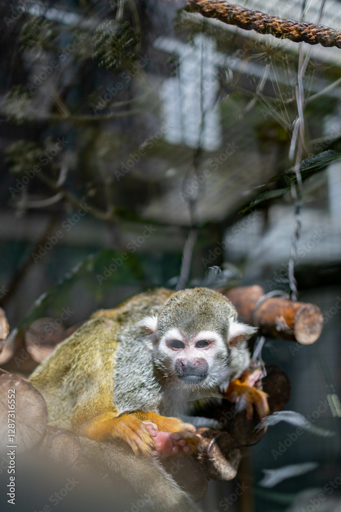Obraz premium 小さくて可愛い動物園のコモンリスザル