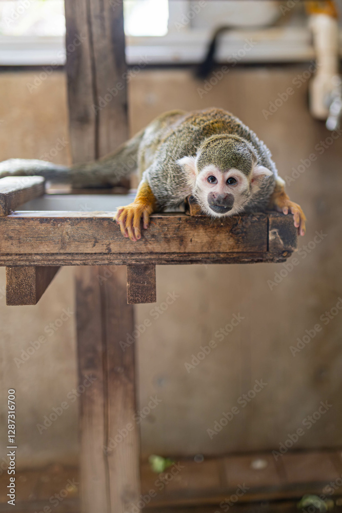 Obraz premium 小さくて可愛い動物園のコモンリスザル