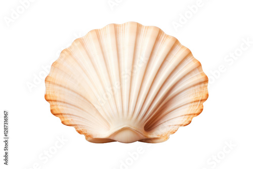 seashell on transparent background