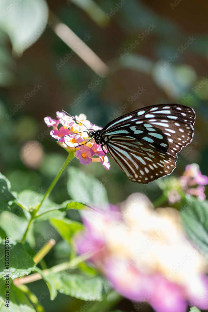 ピンク色の花に止まる瑠璃色のチョウ ピンク色の花に止まる瑠璃色のチョウ
