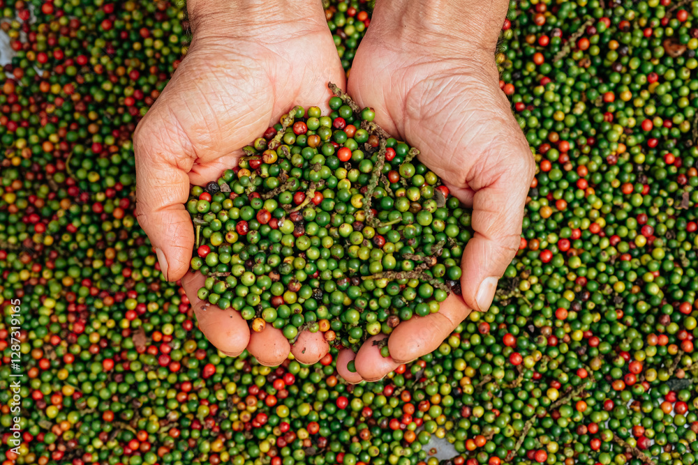 Hand of owner garden showing fresh peppercorns on pepper tree, ready to harvest on nest tree. Harvest black pepper. Fresh growing unripe peppercorns. Hand of owner garden showing fresh peppercorns on pepper tree, ready to harvest on nest tree. Harvest black pepper. Fresh growing unripe peppercorns.