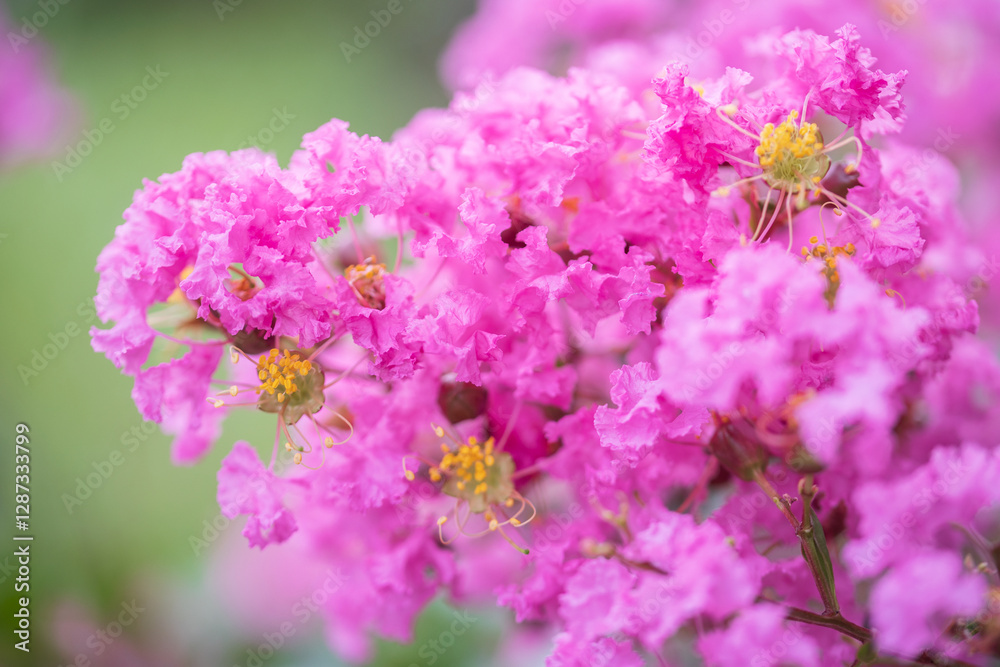 Fototapeta premium crape myrtle, crepe myrtle