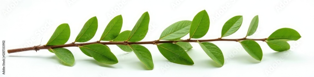 Naklejka premium Brown dried green branch isolated on white surface, green, leafy, natural