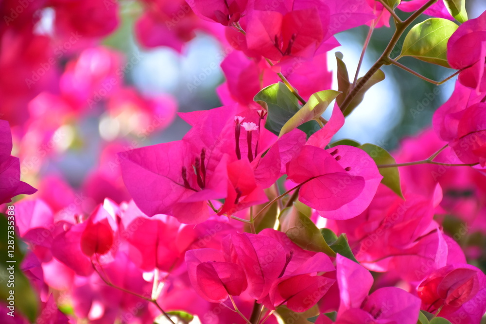 Obraz premium Vibrant pink bougainvillea flowers blooming in the summer sun, blooms, floral, Pink Bougainvillea flowers background, Pink Cyclamen Tulips Lilies Hydrangeas 