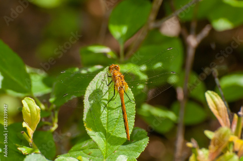 Meadowhawk dragonfly. Sympetrum species.
