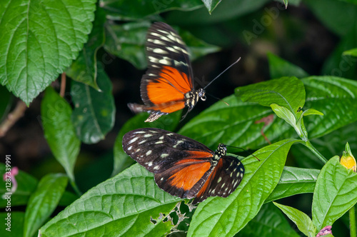 A Tiger Longwing butterfly trying to mate with another Longwing.