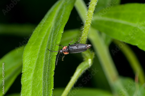 Black Firefly crawling on plant stem