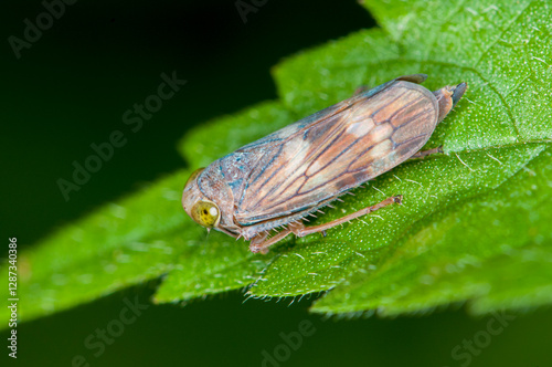 Coppery leafhopper on green leaf in Minnesota