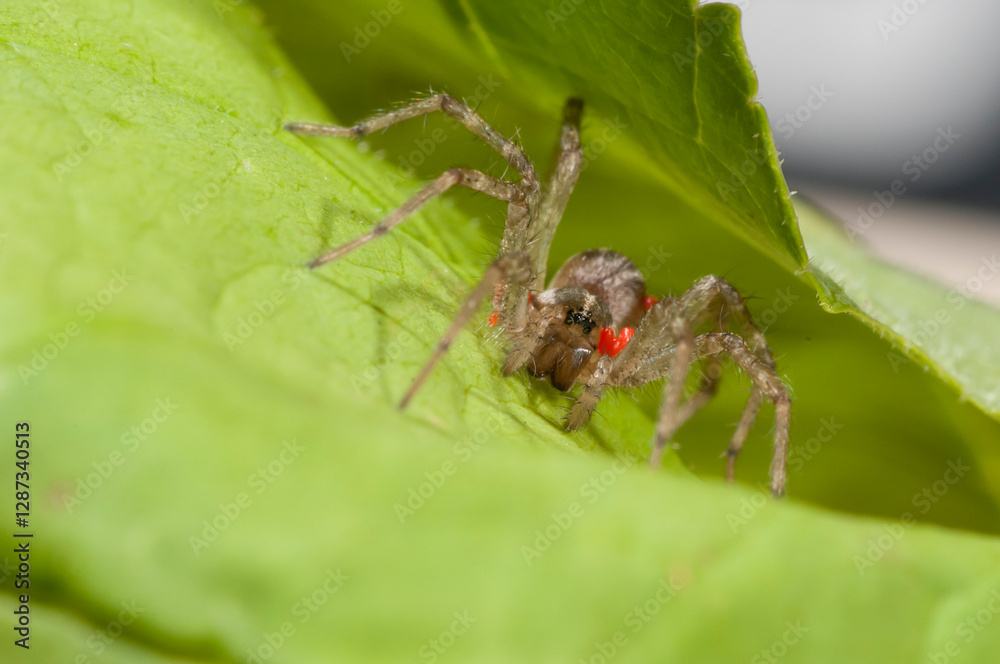 Close up of a Grass spider with parasitic mites. It is also a Funnel Weaver spider. Close up of a Grass spider with parasitic mites. It is also a Funnel Weaver spider.