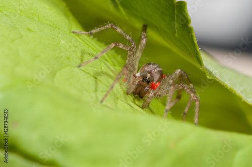 Close up of a Grass spider with parasitic mites. It is also a Funnel Weaver spider.