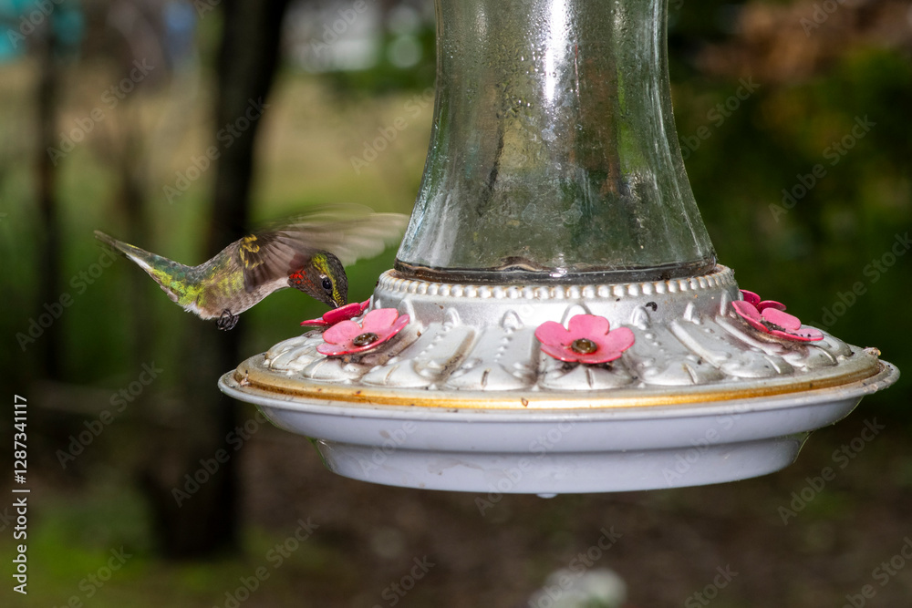 Obraz premium Male Ruby-throated Hummingbird feeding in flight from a bird feeder.