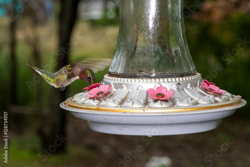 Male Ruby-throated Hummingbird feeding in flight from a bird feeder.