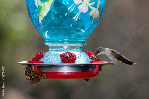 A female Ruby-throated Hummingbird sharing a bird feeder with honeybees