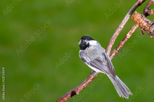 Black-capped Chickadee on branch with beautiful green background