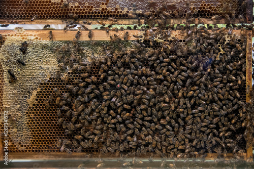 Honeybees with queen on honeycomb
