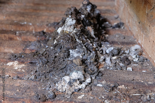 chicken droppings in the coop