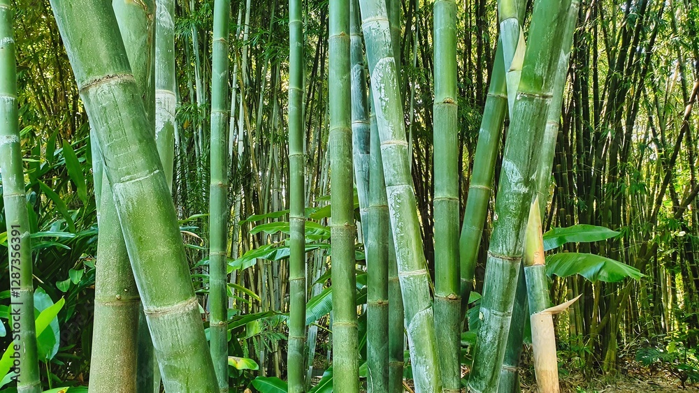 Fototapeta premium long green bamboo plants