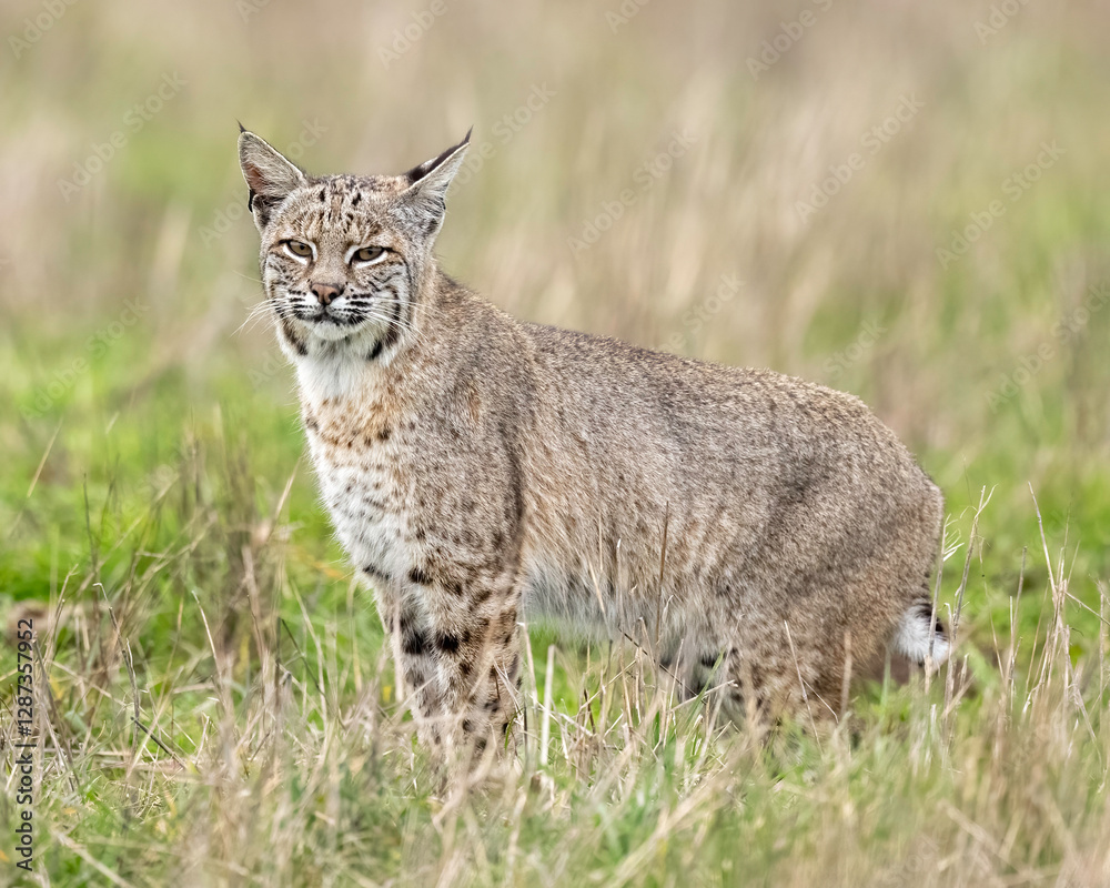 The bobcat (Lynx rufus), also known as the wildcat, bay lynx, or red lynx The bobcat (Lynx rufus), also known as the wildcat, bay lynx, or red lynx