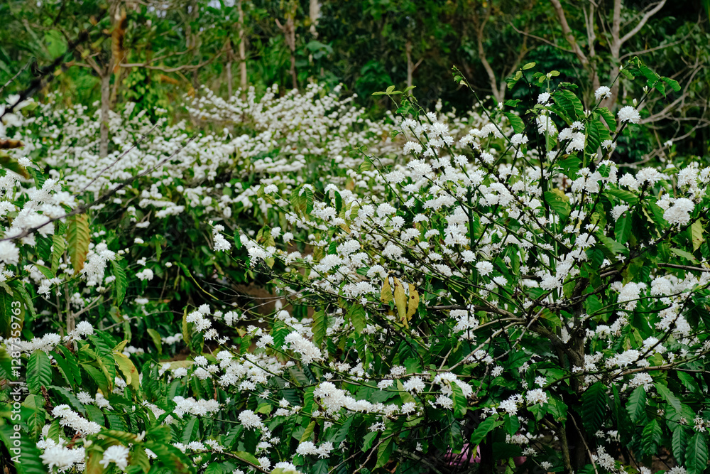 The beauty of coffee flower, coffee flower blooming. The beauty of coffee flower, coffee flower blooming.
