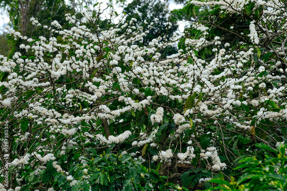 The beauty of coffee flower, coffee flower blooming. The beauty of coffee flower, coffee flower blooming.