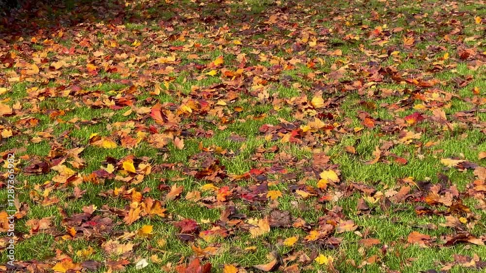 Peaceful countryside meadow covered in fallen autumn leaves with dappled sunlight casting long shadows across the lush green grass scene Peaceful countryside meadow covered in fallen autumn leaves with dappled sunlight casting long shadows across the lush green grass scene