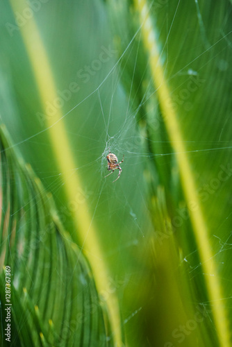 araña en su telaraña