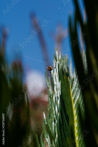 araña en su telaraña