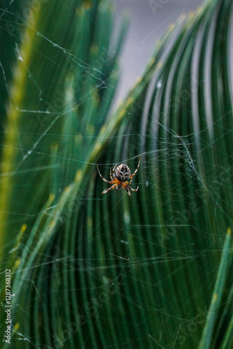 araña en su telaraña