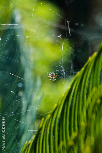 araña en su telaraña