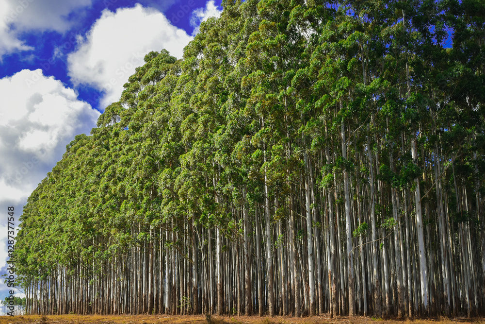 Fototapeta premium Natural Forest Plantation Trees Wood
