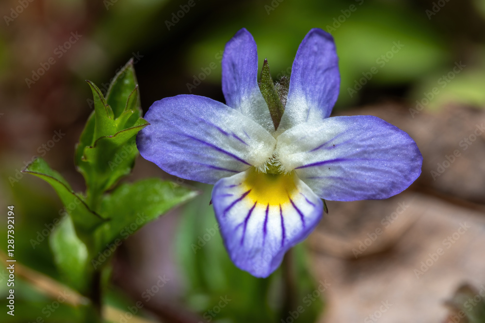 Macro image of an American Field Pansy. Macro image of an American Field Pansy.