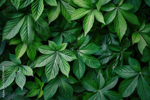 Premium Quality Image of Branches and Green Leafs of a Large Plant