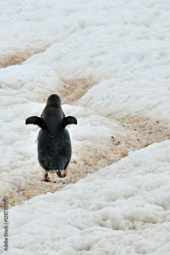 Foto A lone Gentoo penguin waddles comically up a snow trail toward nesting grounds higher up