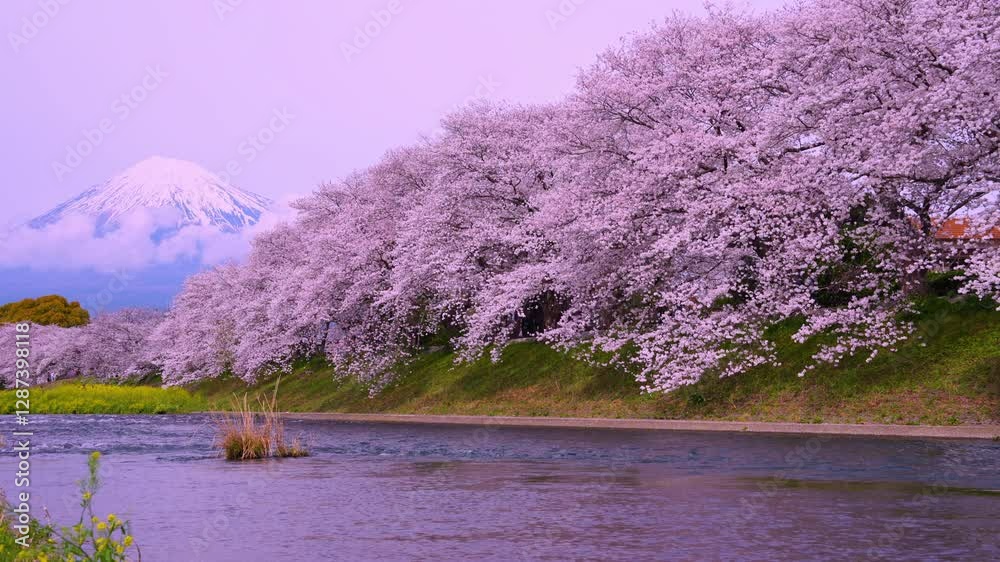 4k video, Cherry blossoms bloom along the Urui River in Japan's Shizuoka Prefecture. There is Mount Fuji