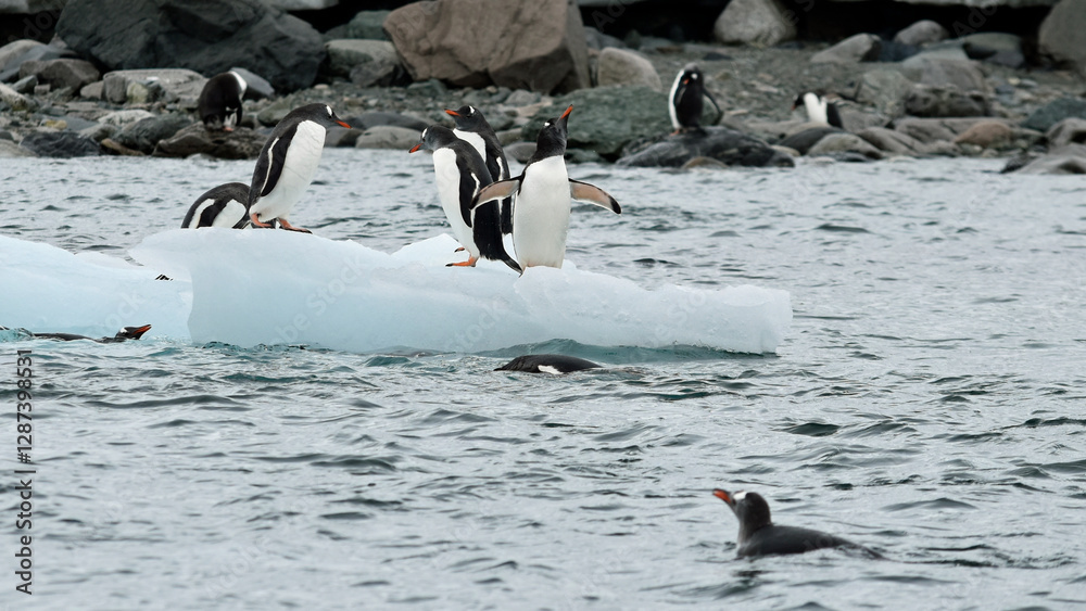 Fototapeta premium Gentoo penguins vie for space on a small iceberg off Danco Island, Antarctica.