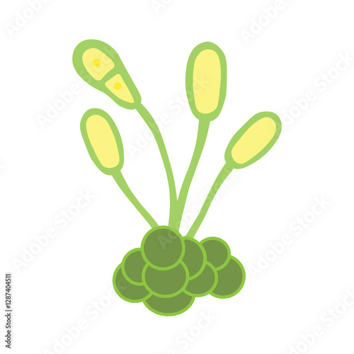 uredospores