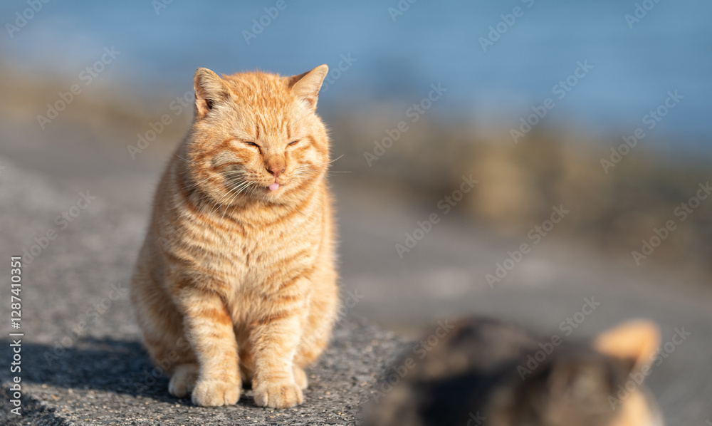 Obraz premium 堤防に座る可愛い野良猫 茶トラ猫