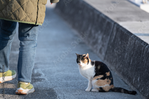 人の足もとに寄ってくる可愛い野良猫 photo