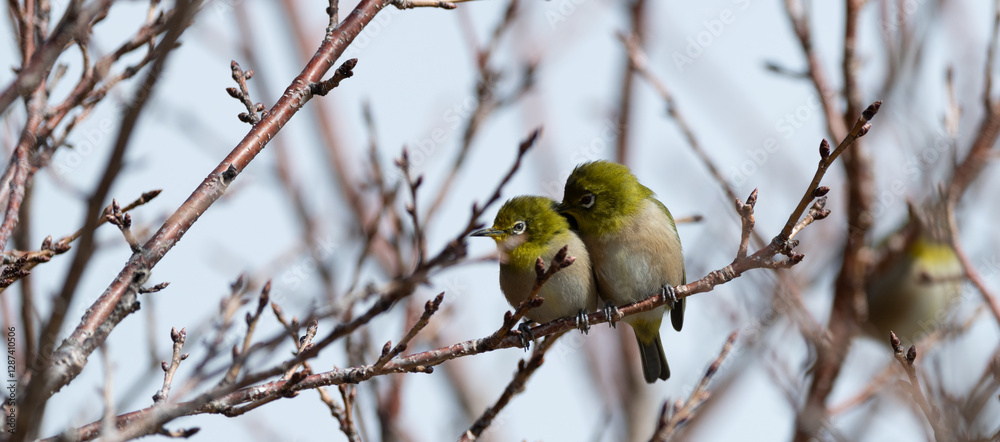 並んでいる二匹のメジロ
