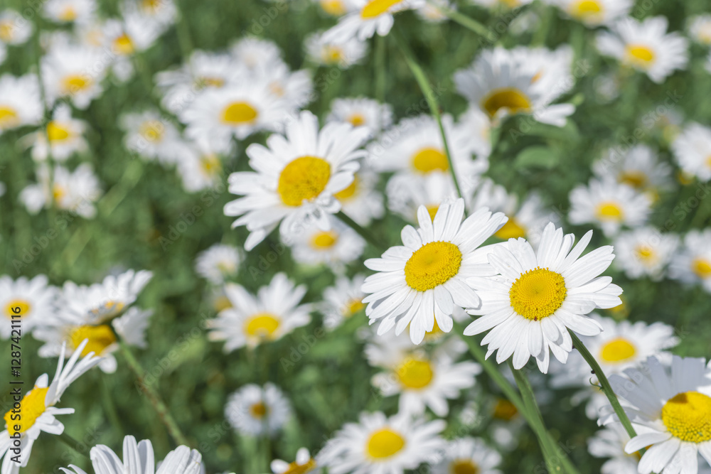 White flowers daisy chamomile growing on green field, floral aesthetic background, outdoor flowery scenery, delicate blooms nature, summer wildflowers meadow, herbal medicine, beauty in nature. White flowers daisy chamomile growing on green field, floral aesthetic background, outdoor flowery scenery, delicate blooms nature, summer wildflowers meadow, herbal medicine, beauty in nature.