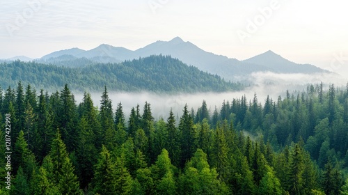 Misty mountain range, lush forests, tranquil landscape, morning view, nature