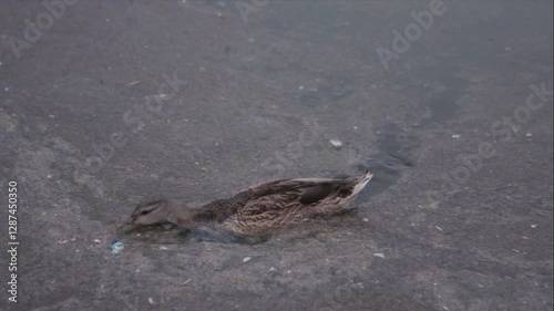 Duck swimming in polluted water