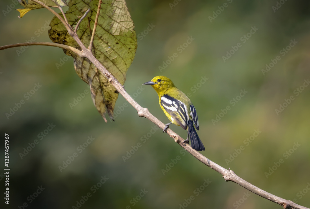 common iora (aegithina tiphia) on a branch in Chittagong,Bangladesh.common iora bird found across the tropical india and south east asia. common iora (aegithina tiphia) on a branch in Chittagong,Bangladesh.common iora bird found across the tropical india and south east asia.