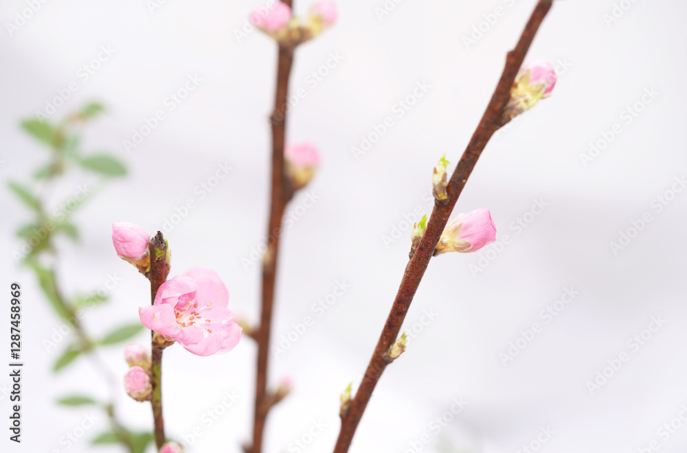 Cherry blossom with bright white background. sign of spring. Cherry blossom with bright white background. sign of spring.