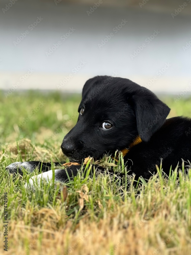 Filhote de cachorro Brincando na grama Filhote de cachorro Brincando na grama