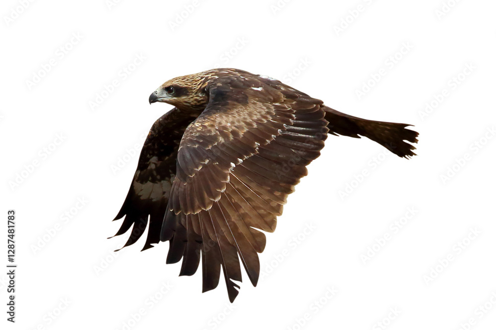 Bird of prey Black kite flying isolated on transparent background png file Bird of prey Black kite flying isolated on transparent background png file