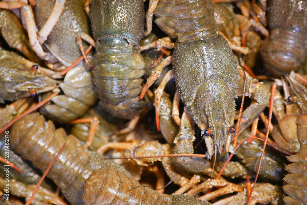 Freshly caught crayfish gathered for market sale in vibrant collection Freshly caught crayfish gathered for market sale in vibrant collection
