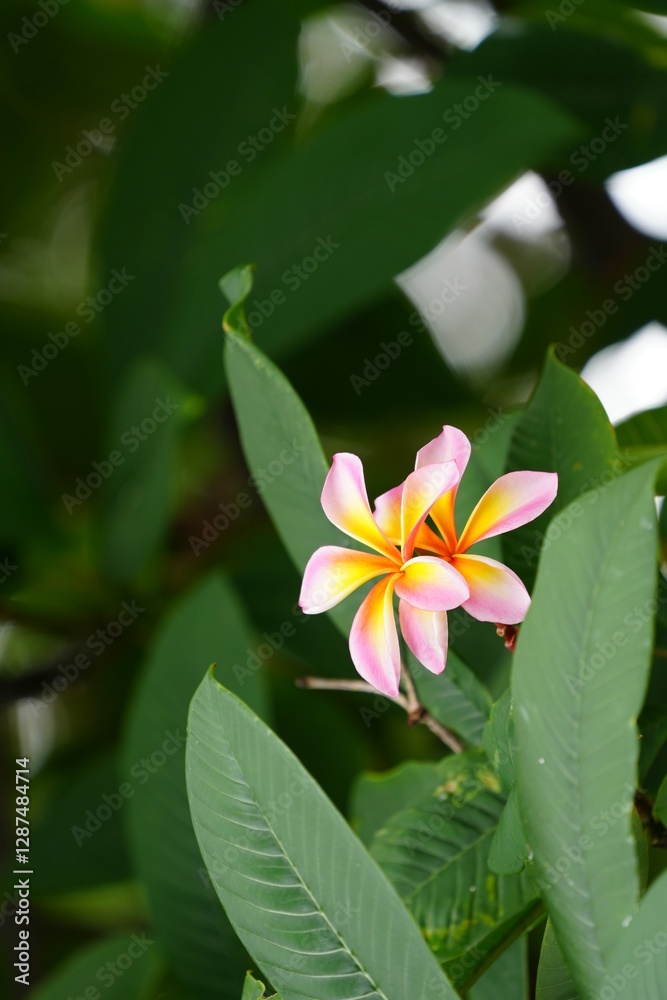 Fototapeta premium White and orange frangipani flowers for background